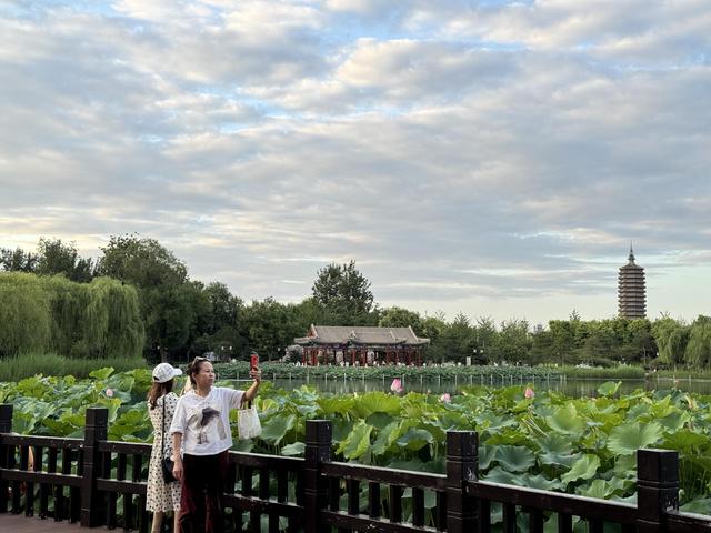副中心赏荷正当时，两处公园“夏日限定”景色醉游人