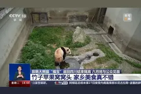 官方回应“福宝”颈项局部出现断毛现象图片