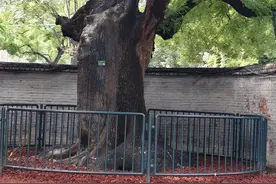 苍苍劲骨！虬枝龙干的天坛古槐欣赏图片