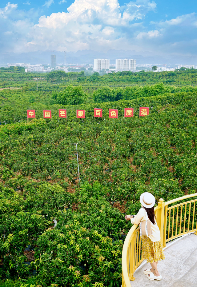 百色田东，“中国芒果之乡”不止芒果！