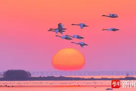 冬日里石臼湖候鸟“鸟浪”频现   摄影师拍下千只反嘴鹬起飞壮观景象图片