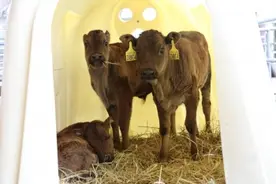 首次成功克隆的背后——五问抢救性保护西藏濒危牛图片