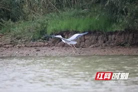 组图｜南洞庭湖：候鸟的乐园图片