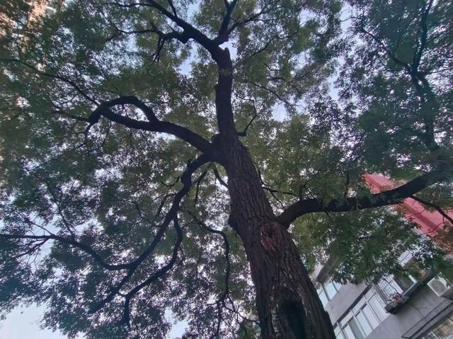 北京古树 家国情怀 国庆古树游线等您来体验