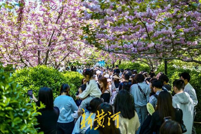 泉畔晚樱盛放，“樱花雨”引爆打卡潮