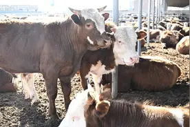 晋中小城的“新质供给”实验：在拼多多年销1.5亿，牛肉复购率暴增20倍图片