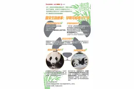 一次爱生俩、假孕“骗吃喝”？熊猫生娃，还有这些趣事图片