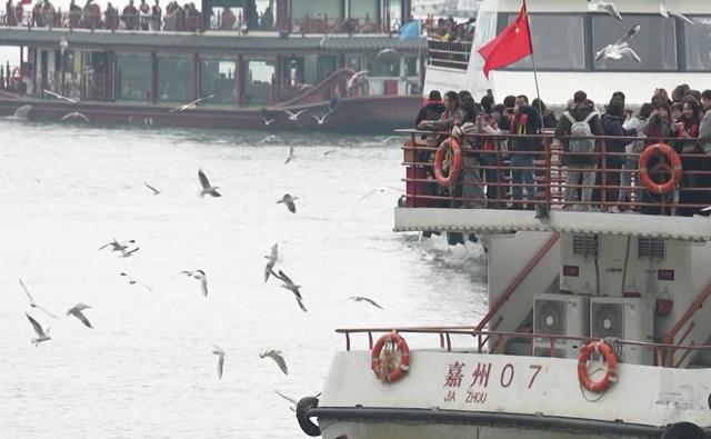 它们又双叒叕来乐山啦！场景太治愈~