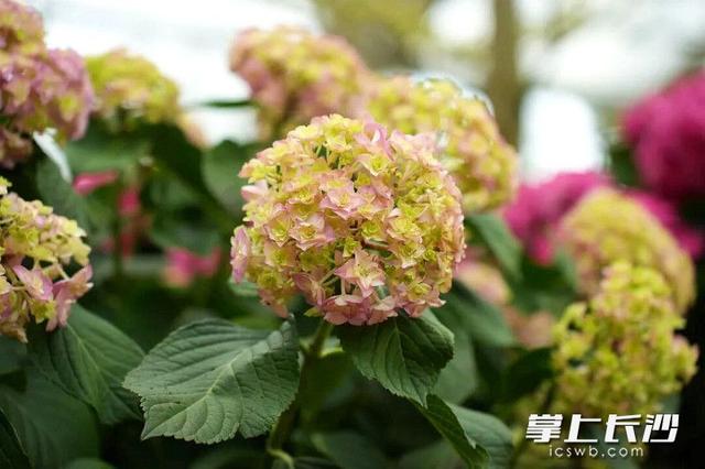 浪漫拉满！省植物园六大绣球绽放等你来打卡 ｜ 组图