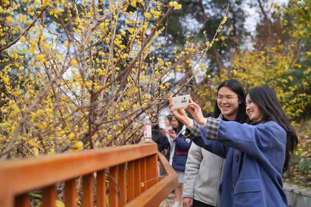 图片新闻｜北碚：蜡梅芬芳迎客来