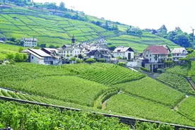 在日内瓦享受治愈系葡萄园梯田图片