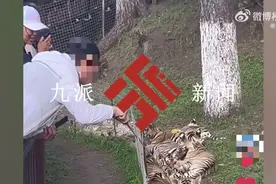 男子手拿木棍捅小老虎，景区回应图片