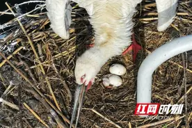 南县舵杆洲湿地：东方白鹳新家喜“添丁”图片