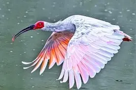 和朱鹮一起飞翔的岁月图片