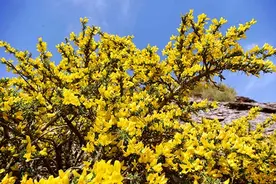 晨读｜胡蛙蛙：骆驼刺图片