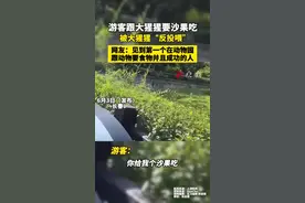 互动可爱!女子在动物园被大猩猩反向投喂：精准扔来一个沙果图片