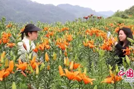 湖南泸溪：百合书写生态美与产业兴的共生答卷图片