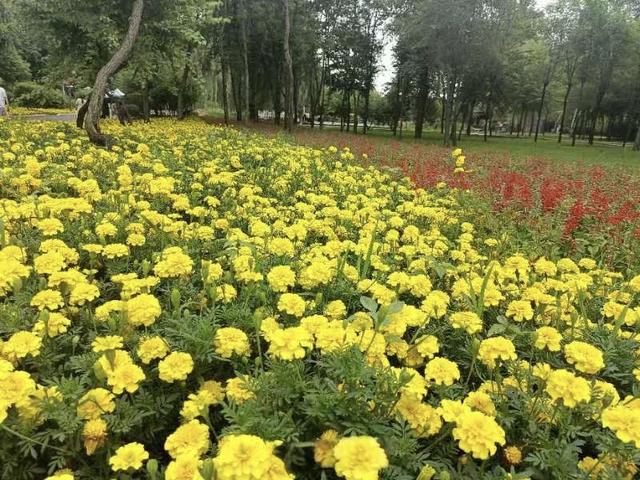 “花漾香坊”邀您共游花海