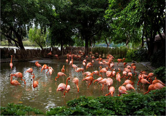 火爆全网！“活力大湾区，魅力新肇庆”！听我的，就这样宣传→