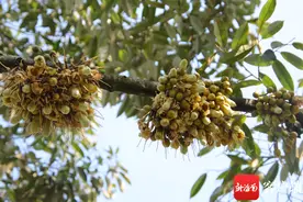 原创组图 | 保亭66岁榴莲母树花开正盛图片