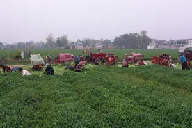 睢县：万亩香菜喜丰收图片