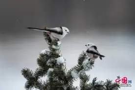 黑龙江大庆：北长尾山雀雪中觅食 如“会飞的汤圆”[图]图片