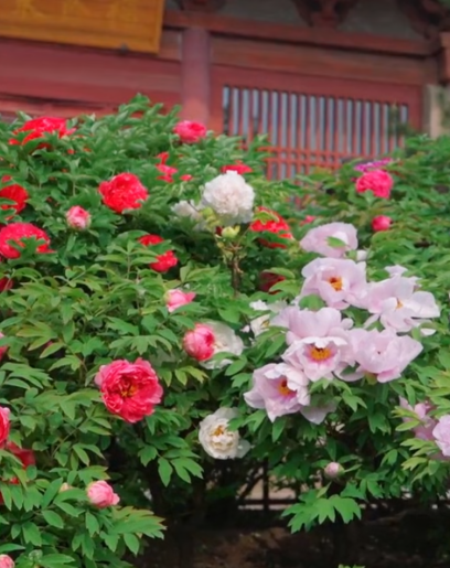 寄情山海间！山西的春天热烈登场