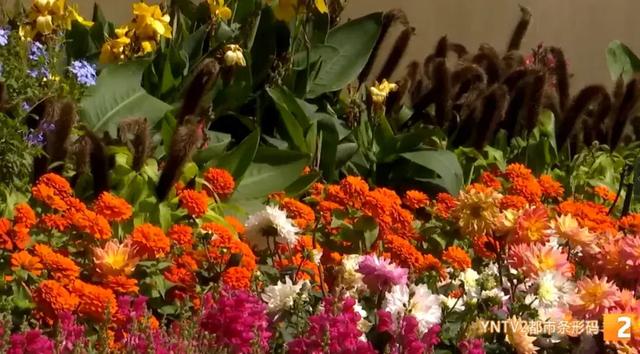 牛虎铜案、金马碧鸡“画”在墙上了!快来打卡昆明这个50米3D花墙