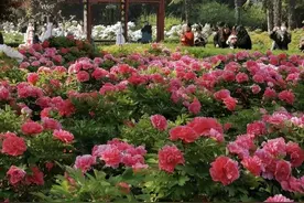 “牡丹花开·双城盛放”2025年洛阳、菏泽牡丹国际传播活动启幕——两地共绘中国牡丹文化新图景图片