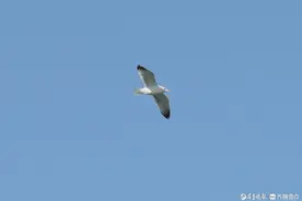 西伯利亚海鸥落脚济南的背后：生态环境好了，生物多了图片