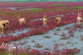 江苏东台：麋鹿栖息条子泥湿地图片