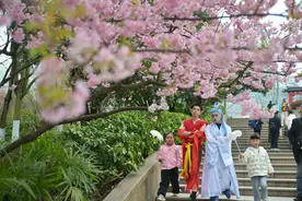 重庆南山植物园樱花季浪漫来袭！“哪吒”“敖丙”组队赏樱图片