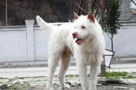 不可貌相的世界名犬——下司犬图片