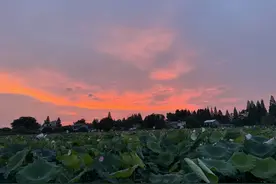 又见蜻蜓立上头！带上这份长株潭赏荷地图出发吧图片