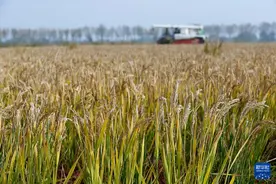 山东即墨：盐碱地水稻迎丰收图片