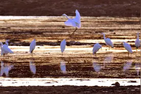 鹤壁：一河诗赋唱九州 人与自然和谐生图片