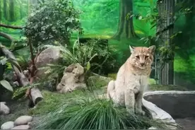 重庆动物园金猫“阿宅”离世引发网友悼念，盘点那些去了动物星球的“顶流”们图片