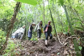 云南西双版纳：雨林徒步游助农增收图片