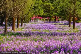 香雪海！北京这些“丁香秘境”进入最佳观赏期！图片