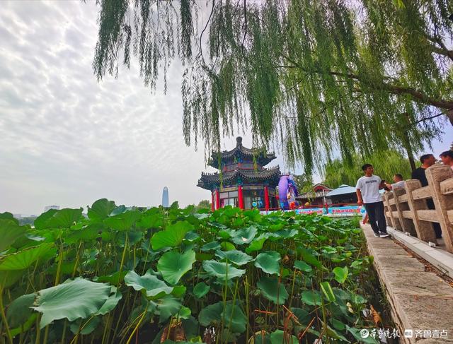 明湖垂柳曼妙多姿，游人如织景致如画