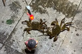 一晚收获40只？东莞东江边“蟹张力”拉满｜莞有料图片