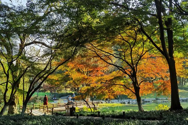 晚潮｜满城的桂花又香了