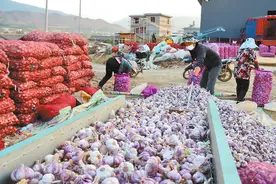 宾川县大营镇：大蒜产销两旺 鼓起农户钱袋图片