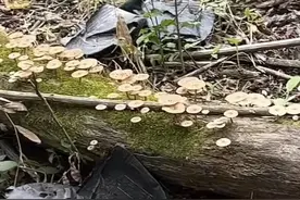 热闻|网友“打野”炫食野生菌，专家提醒：没有100%把握千万不要吃图片