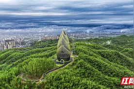 【每日一图@湖南】56米的大“竹笋”见过没？桃花江竹海里的“巨无霸”图片