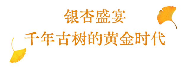 洛阳这个宝藏去处，秋天必打卡！
