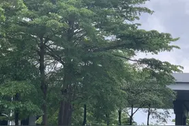 广州街头“毛毛虫”漫天飞舞？原来是它在作怪……图片