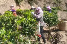 诏安秀篆：茶叶绿了山坡，笑容甜了心窝图片