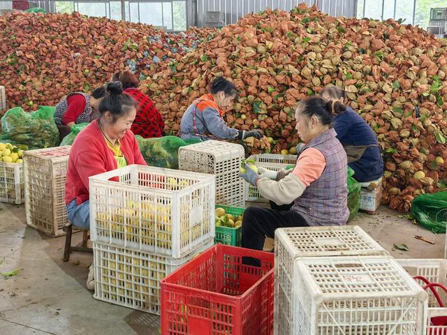 “双11”15年观察：安岳柠檬换条“赛道”闯世界