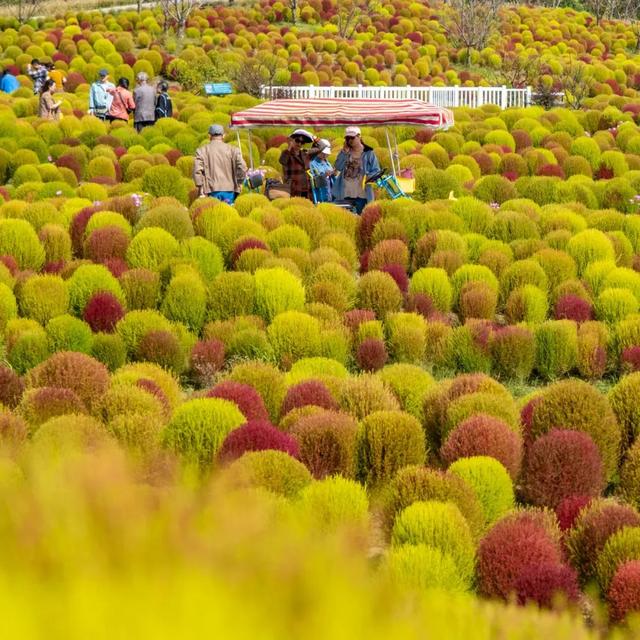 游花海赏地肤，停车免费哦！